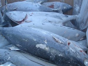 Tuna ultra-low temperature data logger manufacturer