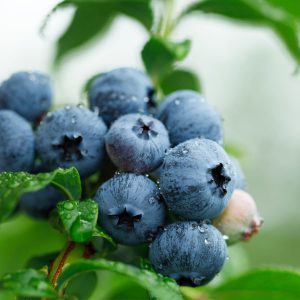 Usb Temperature Data Logger For Blueberry Export