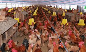 Tagplus-T poultry temperature data logger USB
