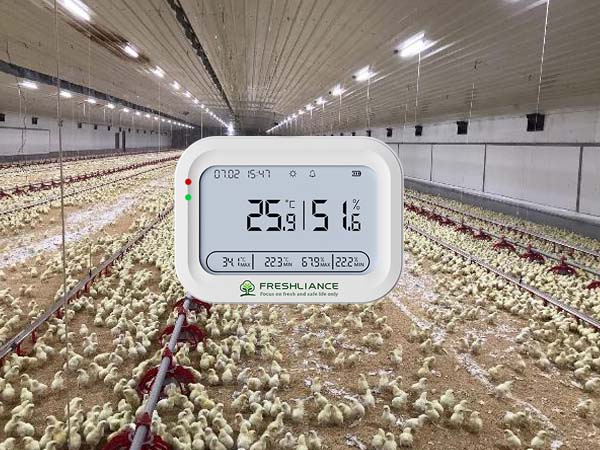 Real-time temperature monitoring in poultry farming